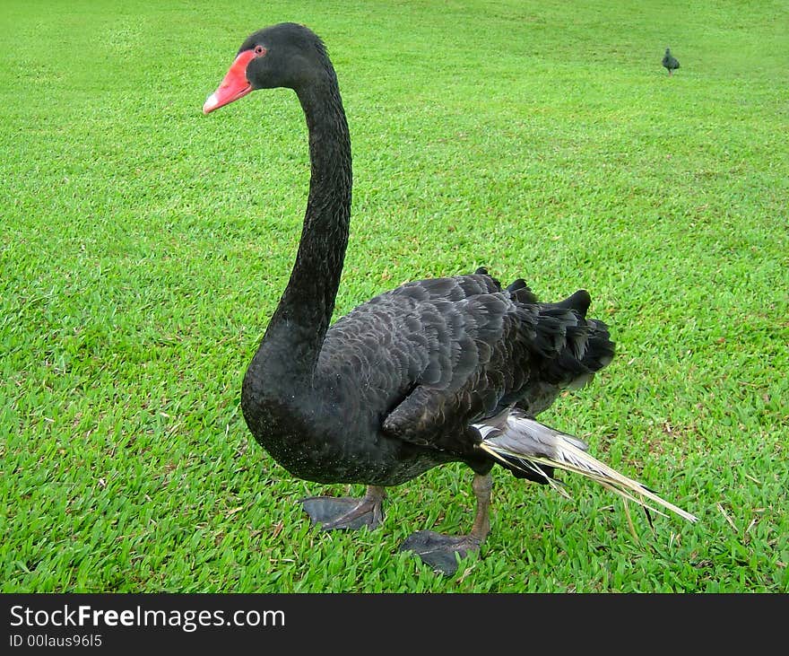 Black goose in a park of singapore