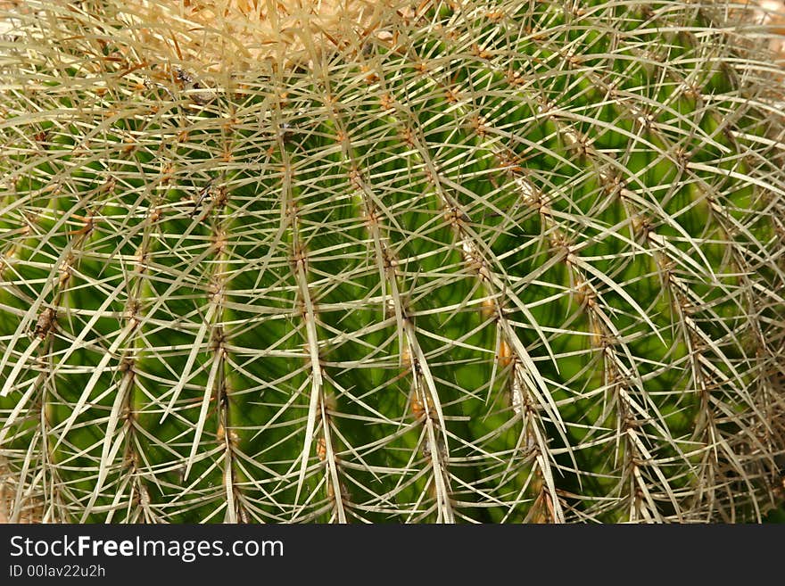 Closeup view of a round cactus with lots of spines. Closeup view of a round cactus with lots of spines