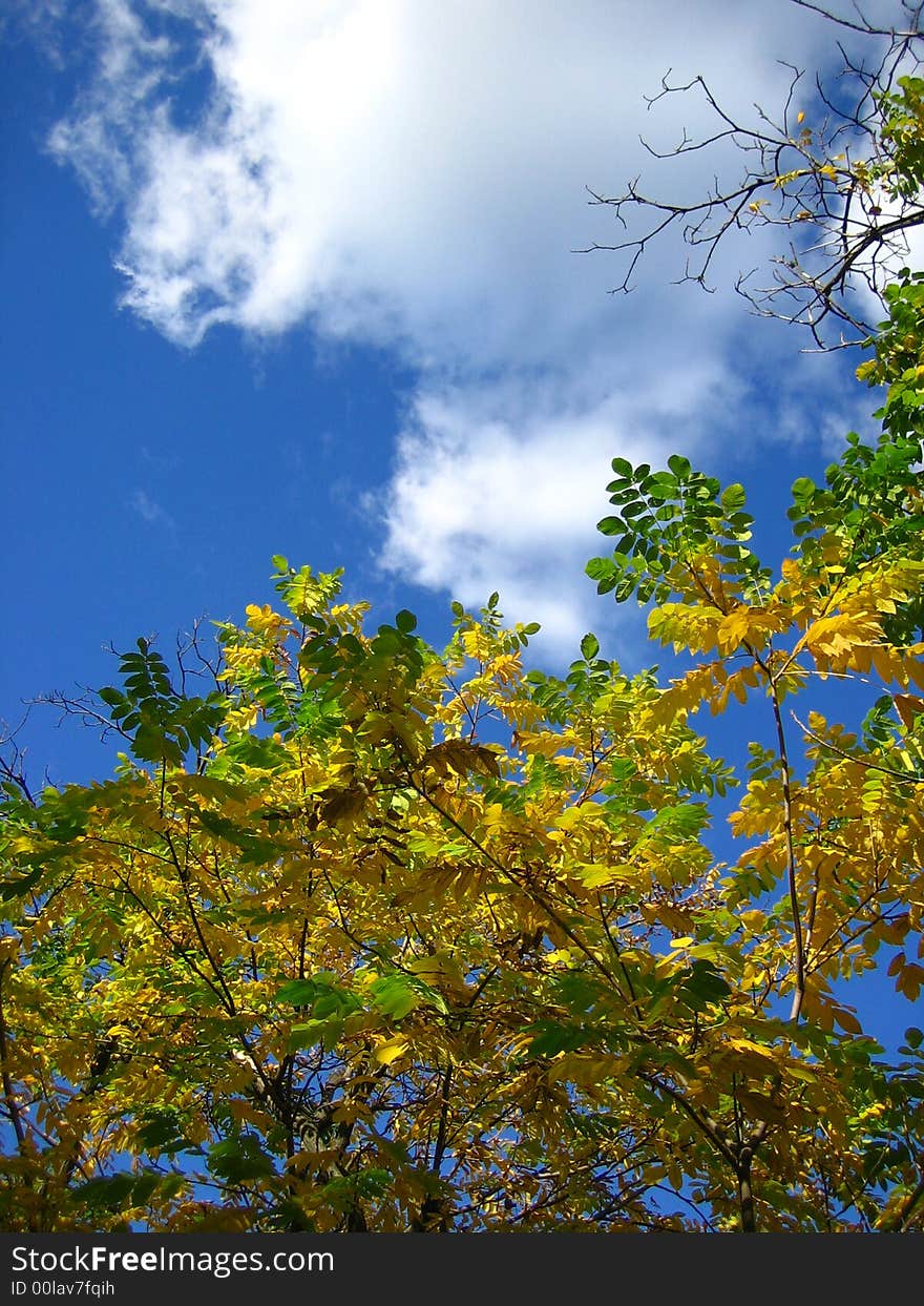 Autumn Sky And Foliage