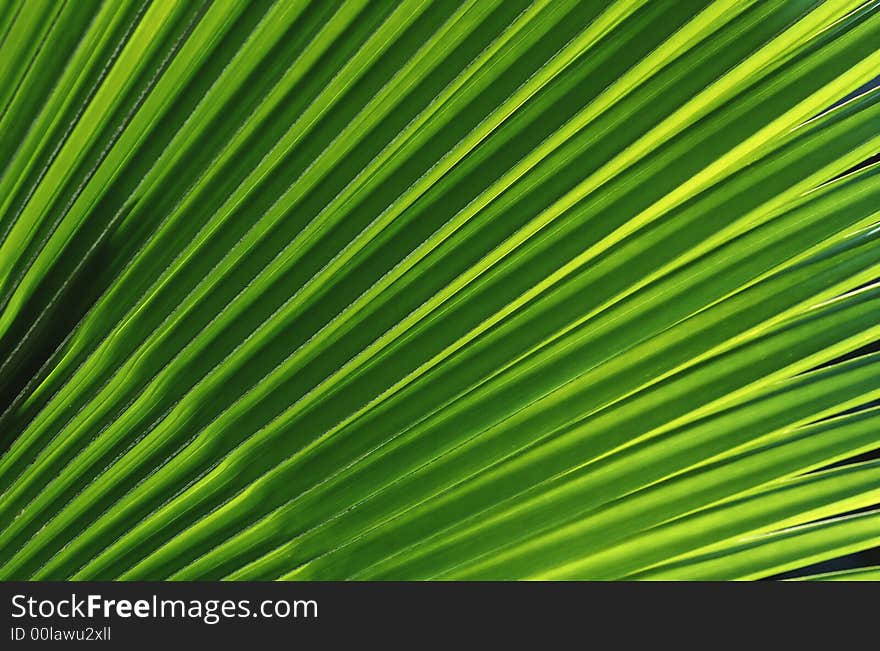 Green leaves