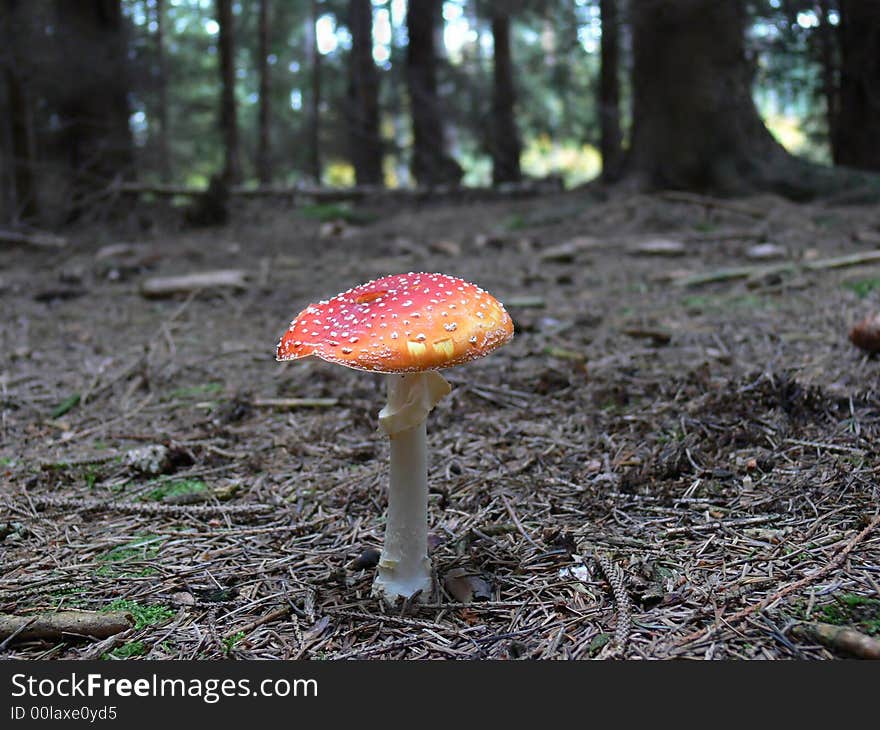 Red mushroom in the forest. Red mushroom in the forest