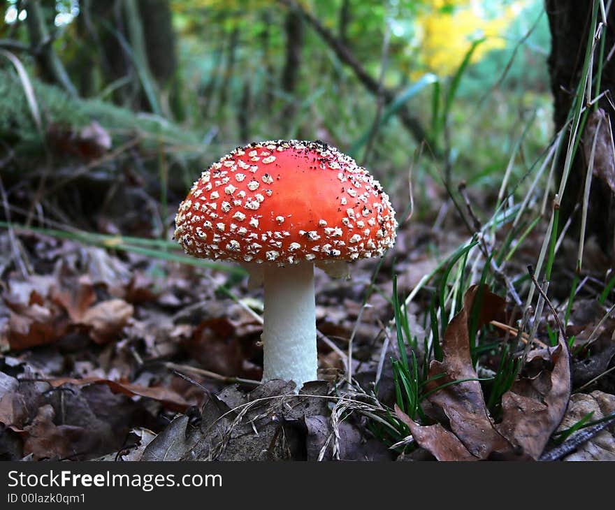 Red mushroom in the forest. Red mushroom in the forest