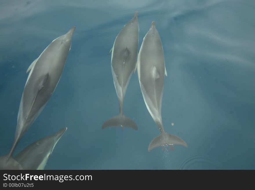 A small pod of dolphins swimming just off the coast of Spain. A small pod of dolphins swimming just off the coast of Spain