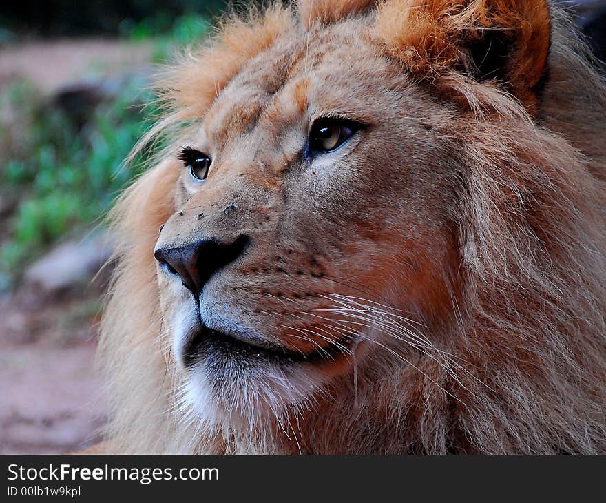 Taken through Glas at Taronga Zoo in Sydney Australia. Taken through Glas at Taronga Zoo in Sydney Australia.