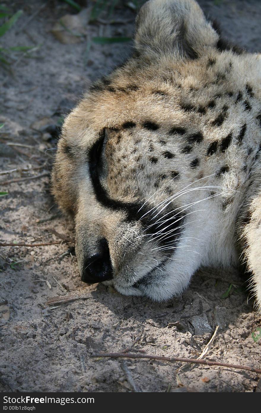 Sleeping cheetah