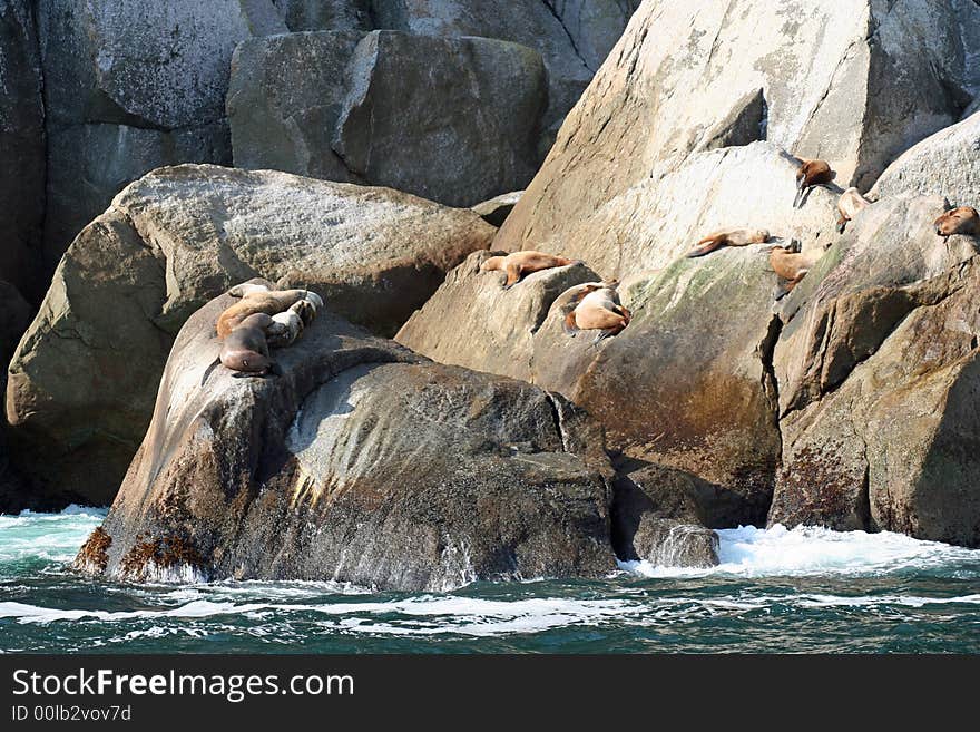 Resting Seals