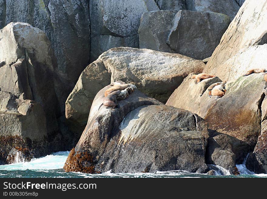 Resting Seals