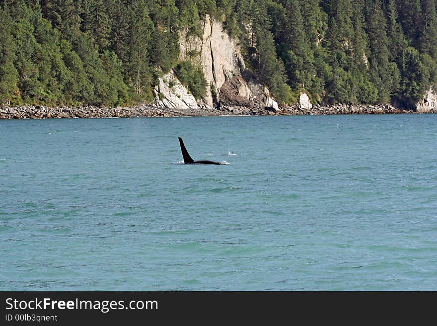 Whale off the coast of Alaska.