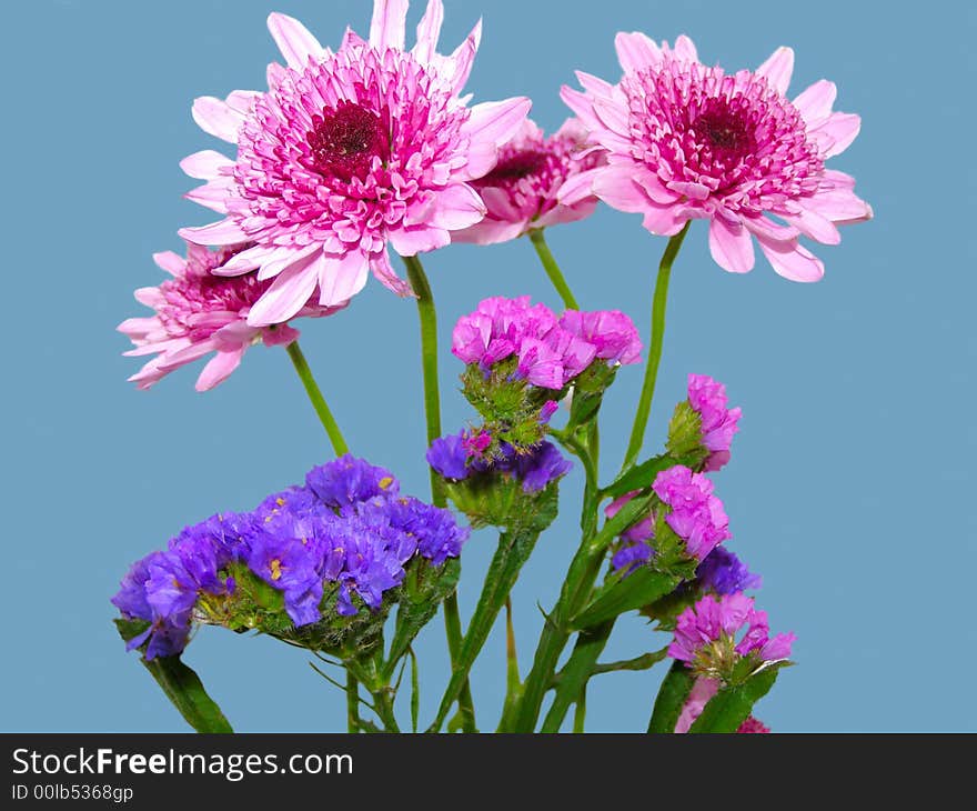 Isolated flowers against blue background. Isolated flowers against blue background