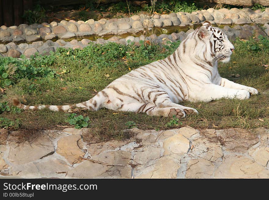 The white tiger lays on a grass. Zoo. The white tiger lays on a grass. Zoo.