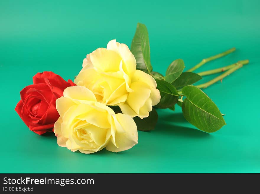 Red and yellow roses  on a green background.