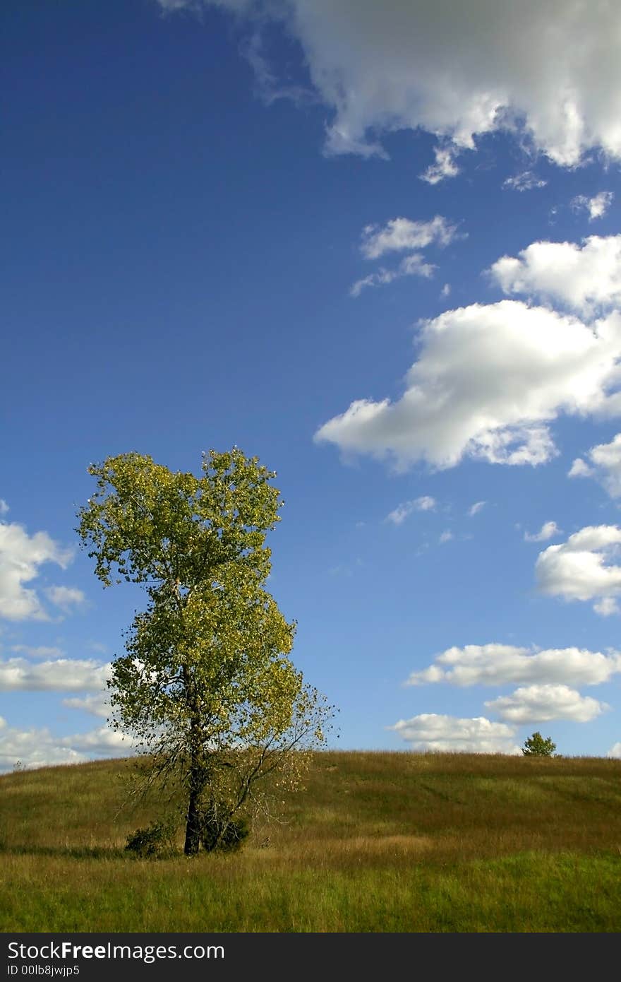 Lonely Tree