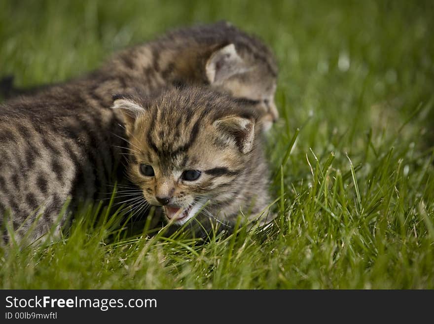 Small young cat portrait on green grass. Small young cat portrait on green grass