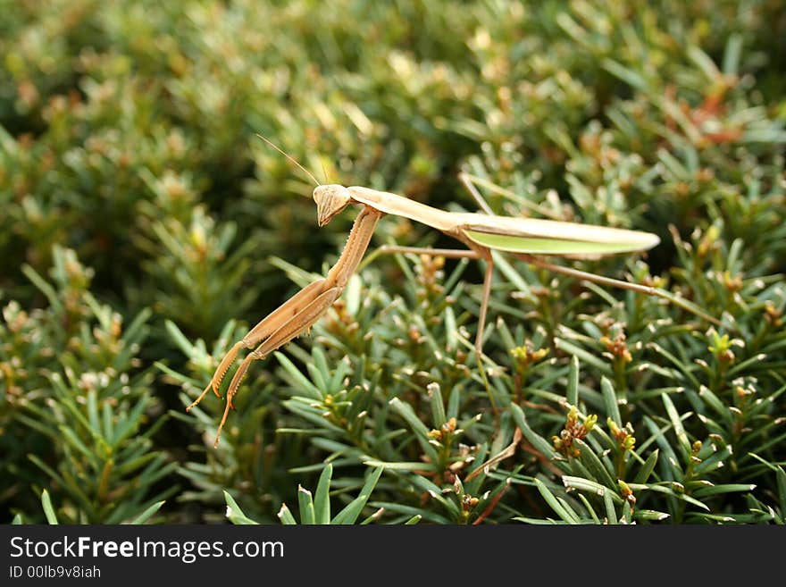 Praying Mantis