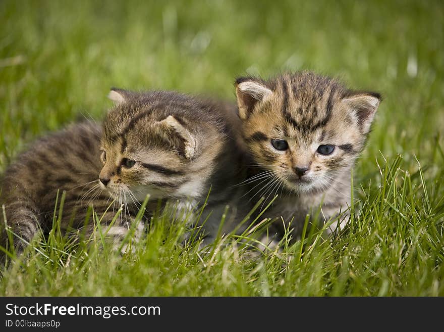 Small young cat portrait on green grass. Small young cat portrait on green grass