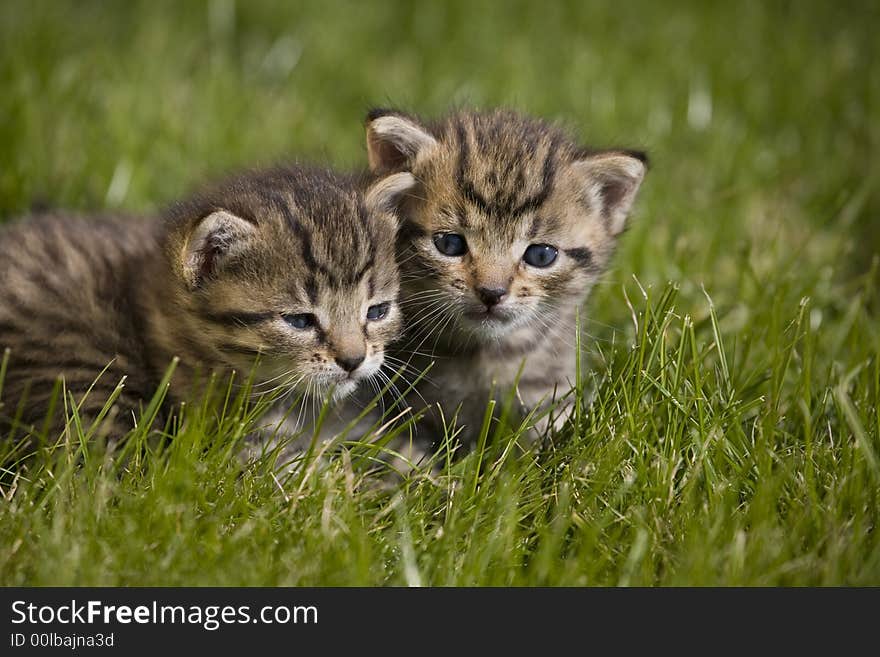 Small young cat portrait on green grass. Small young cat portrait on green grass