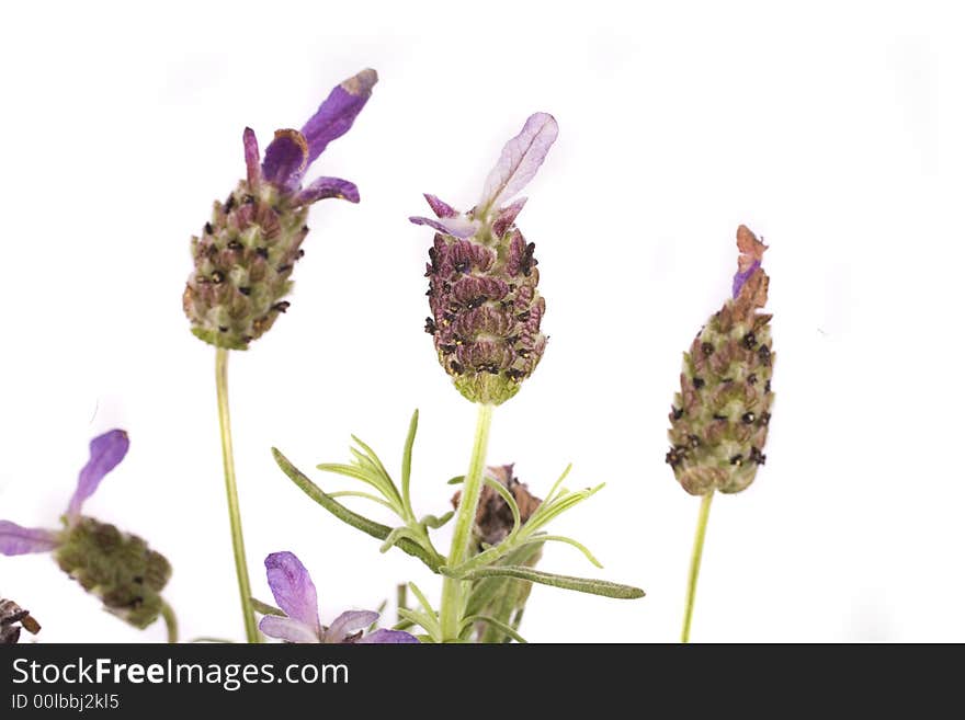 Beautiful herb flower lavender on white background