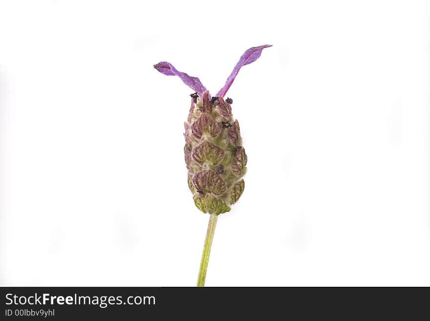 Beautiful herb flower lavender on white background