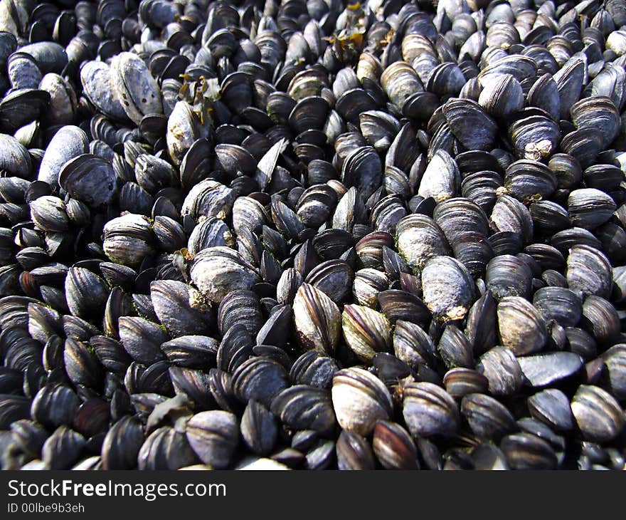 Collections of mussels on coastal rock