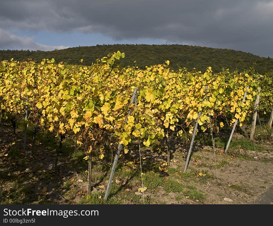 German vineyard in bavaria set up on little stone walls