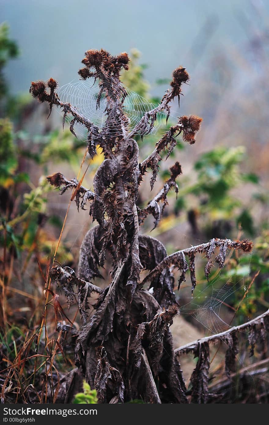 Gossamer on the thistle