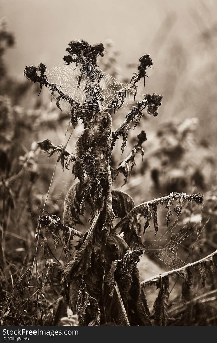 Gossamer On The Thistle