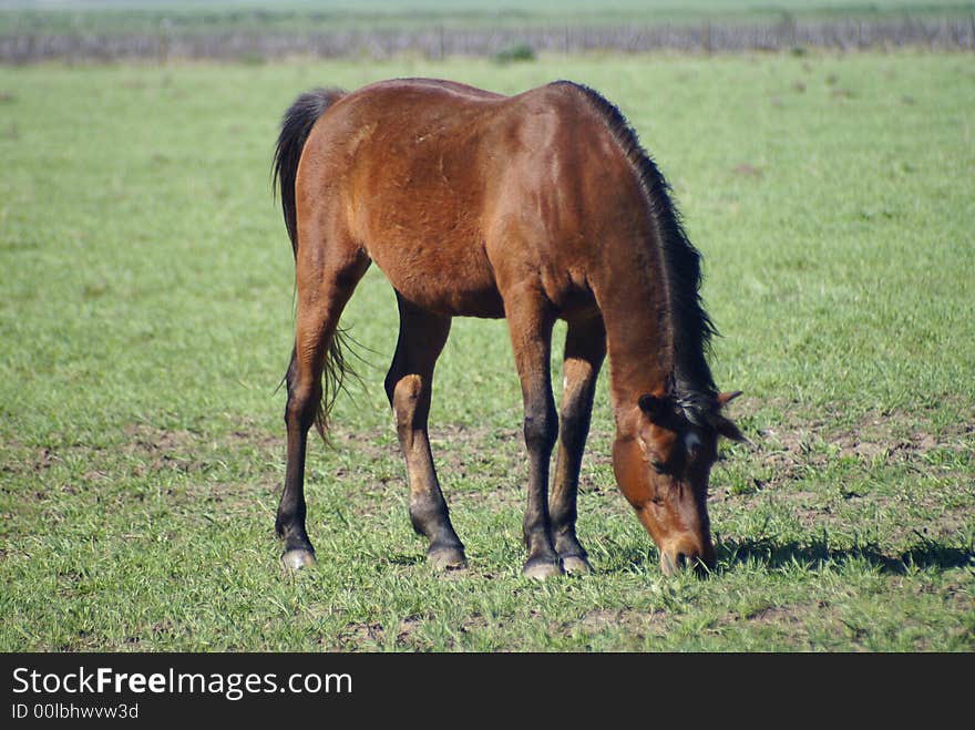 Brown horse eating in a pastures field