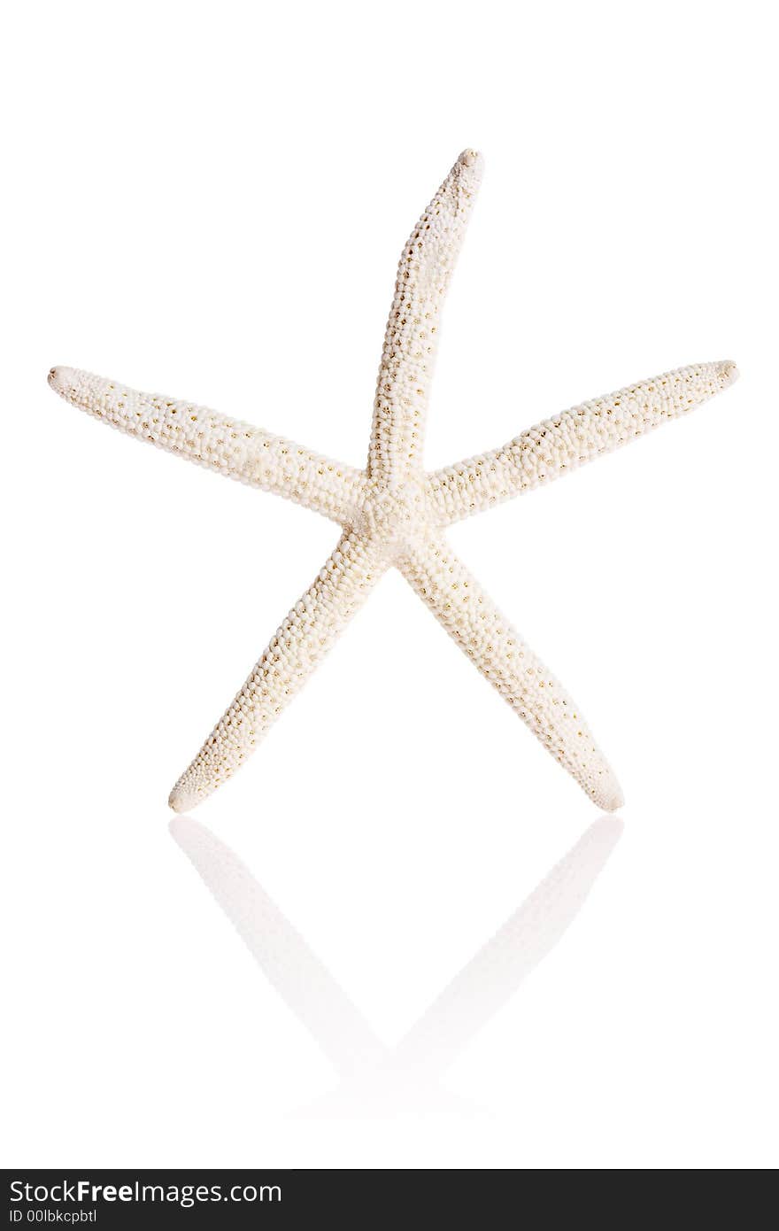 Finger Starfish isolated on white background with reflection