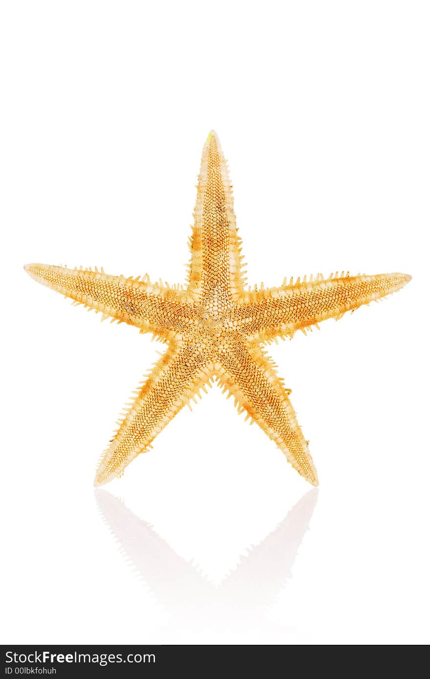 Philippine Starfish isolated on white background with reflection