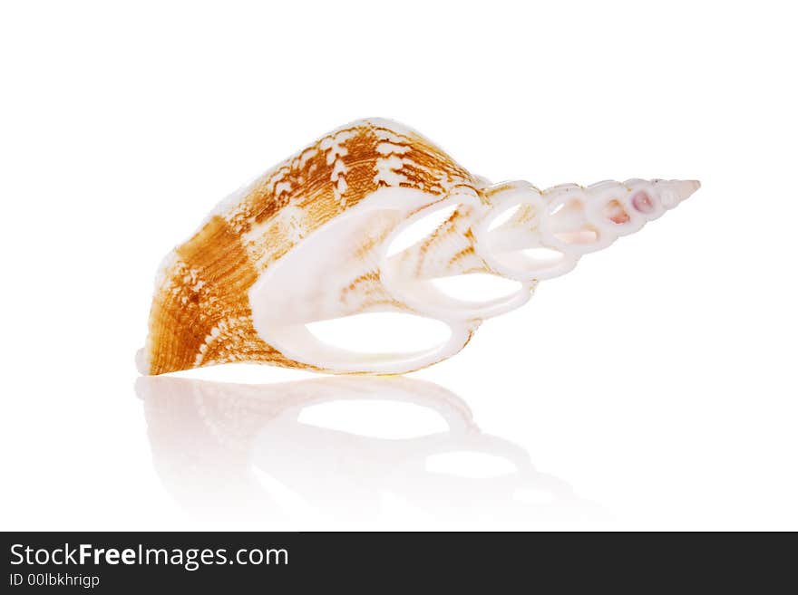 Cut seashell isolated on white background with reflection