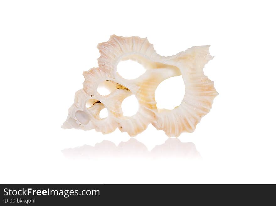 Cut Seashell