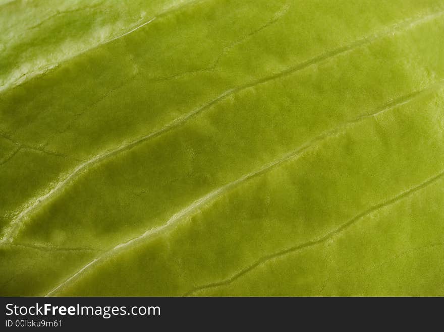 Green young cabbage close-up