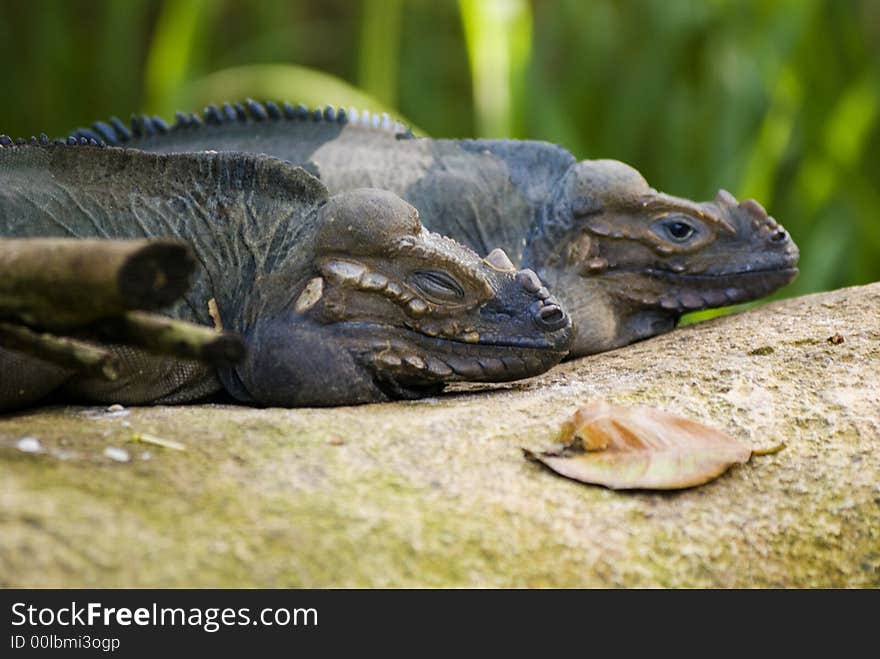 Two iguanas, one sleeping the other awake. Two iguanas, one sleeping the other awake