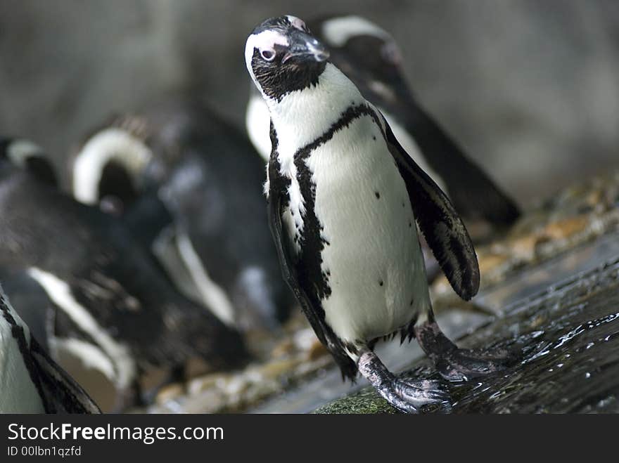 A penguin standing out from among his counterparts. A penguin standing out from among his counterparts