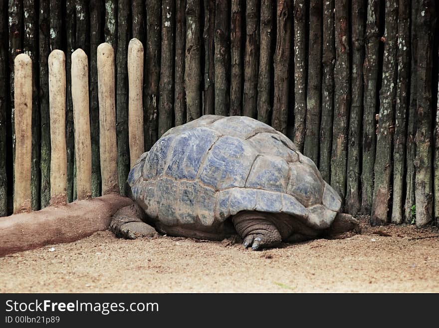 Shy And Timid Tortoise