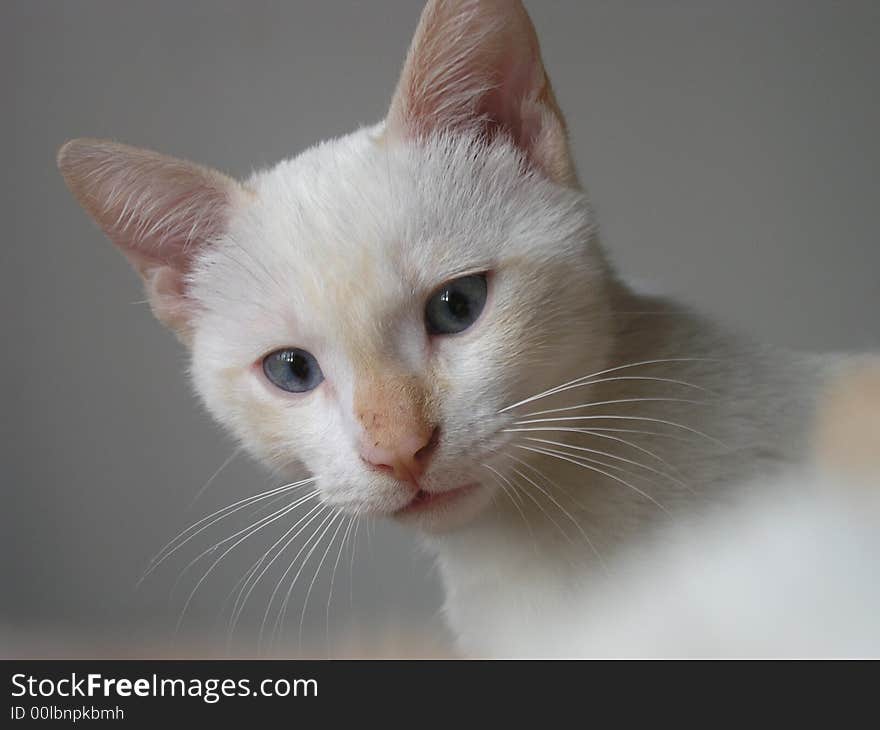 Beautifulst cat white man with blue eyes. Beautifulst cat white man with blue eyes