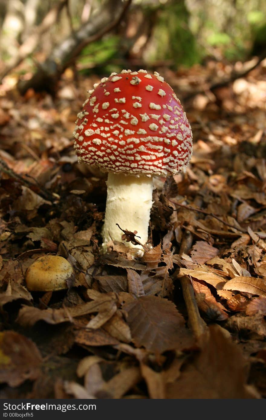 Mushroom