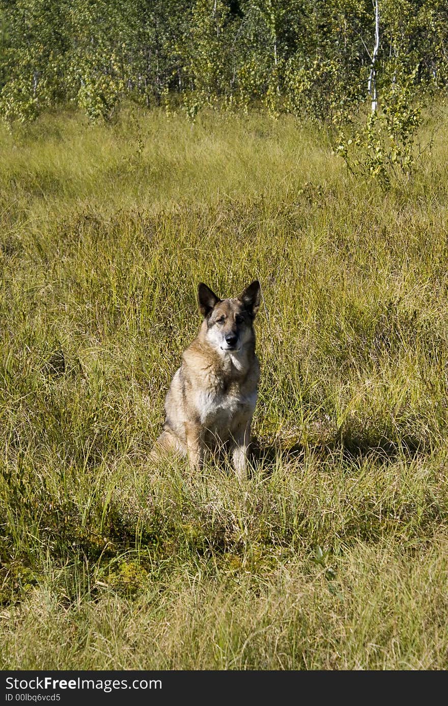 Dog near forest