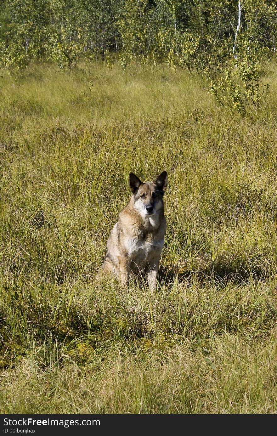 Dog near forest