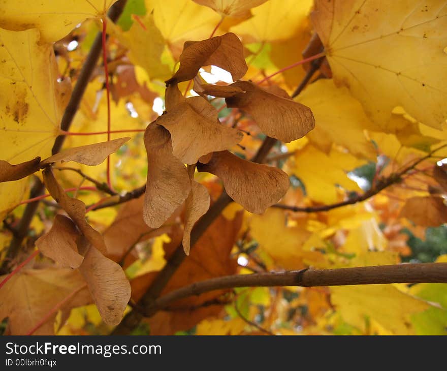 Yellow autumn leaves on tree