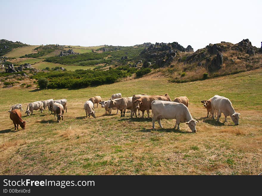 Green field whit a group of cows