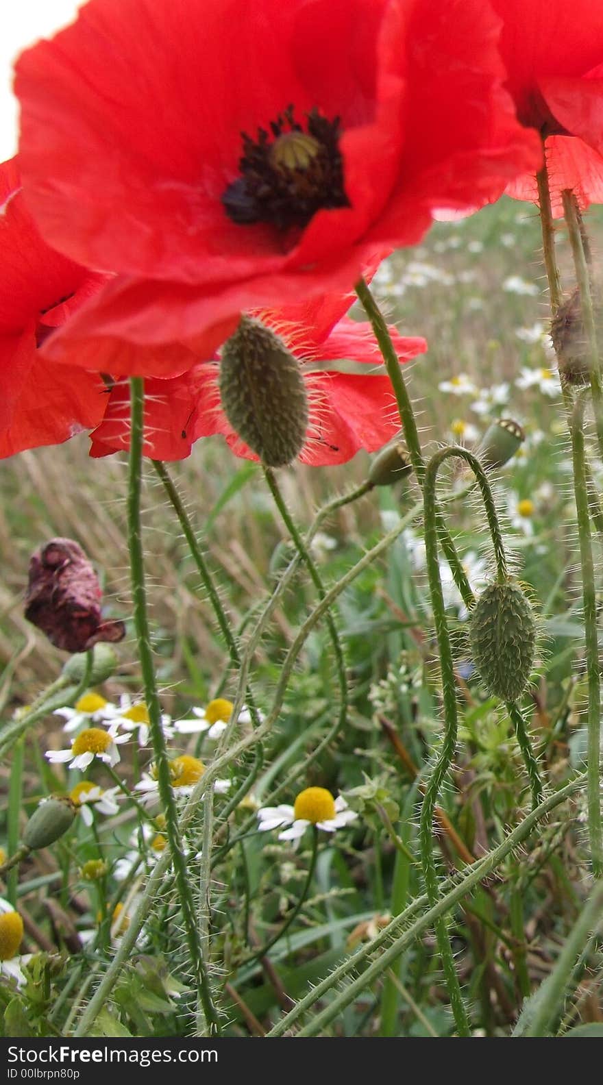 Red poppies & daisies in field. Red poppies & daisies in field