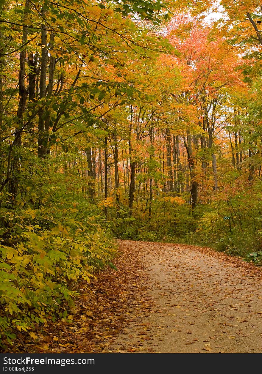 Maples fells down the road. Maples fells down the road