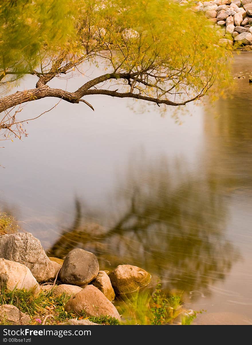 Weeping willow and grass were shaking in the wind. Weeping willow and grass were shaking in the wind