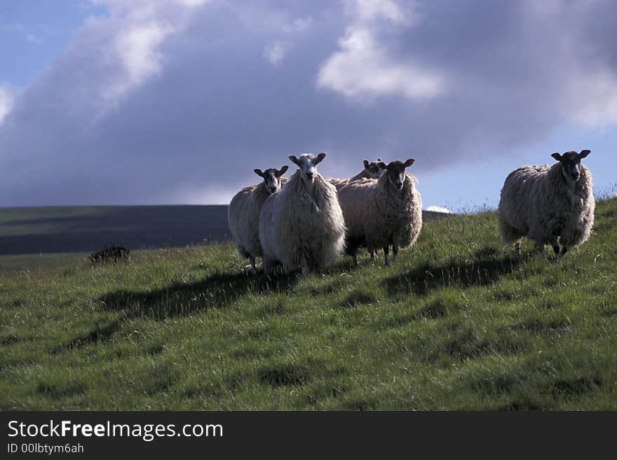 Mule sheep on the hillside northern England,full coats. Mule sheep on the hillside northern England,full coats.