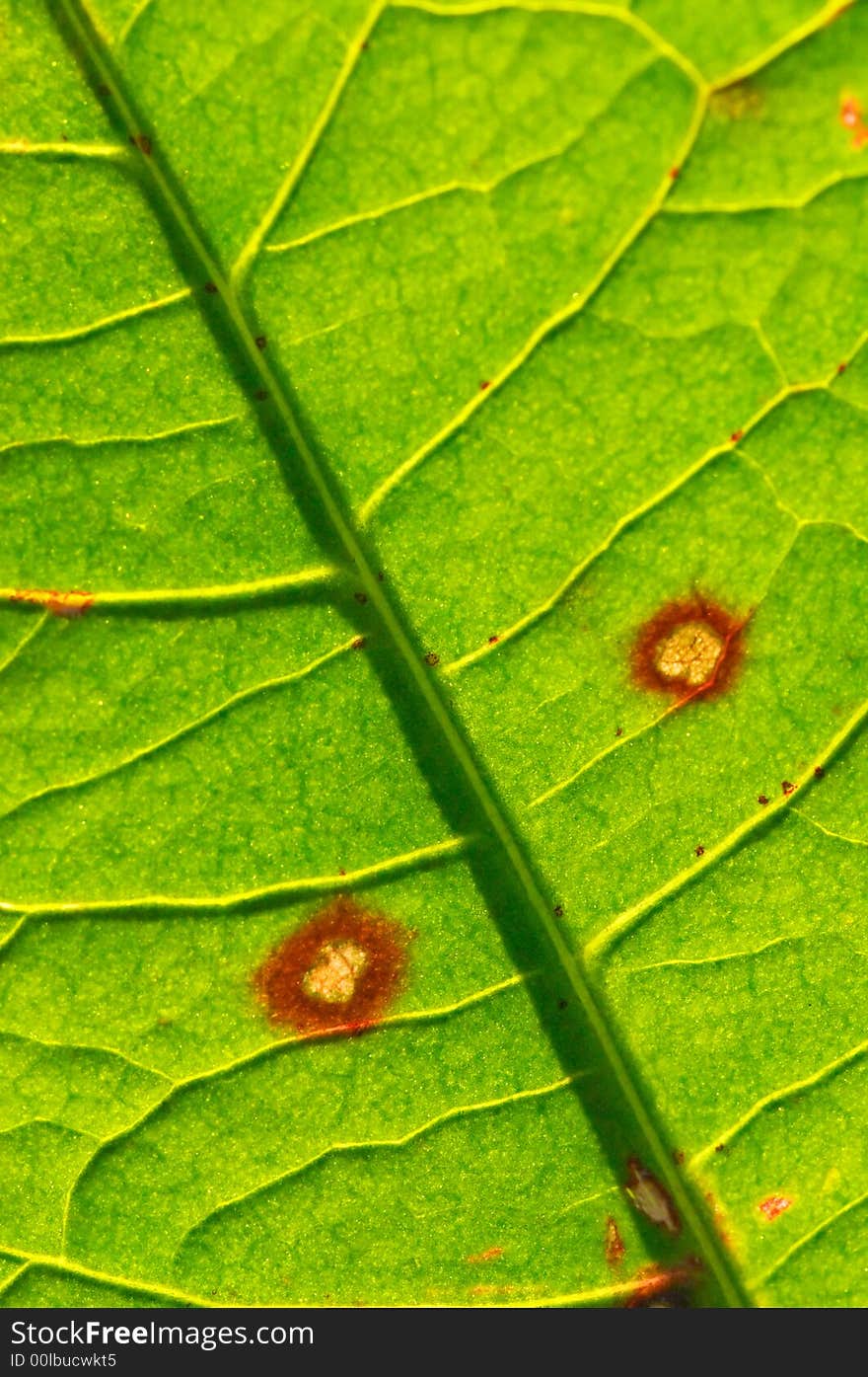 A close up photographic image the underside of a green leaf.