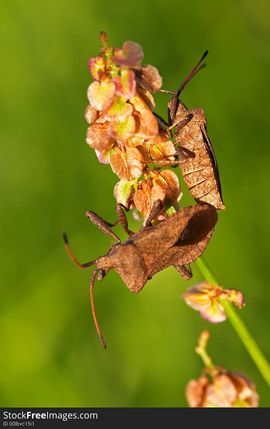 Coreus marginatus