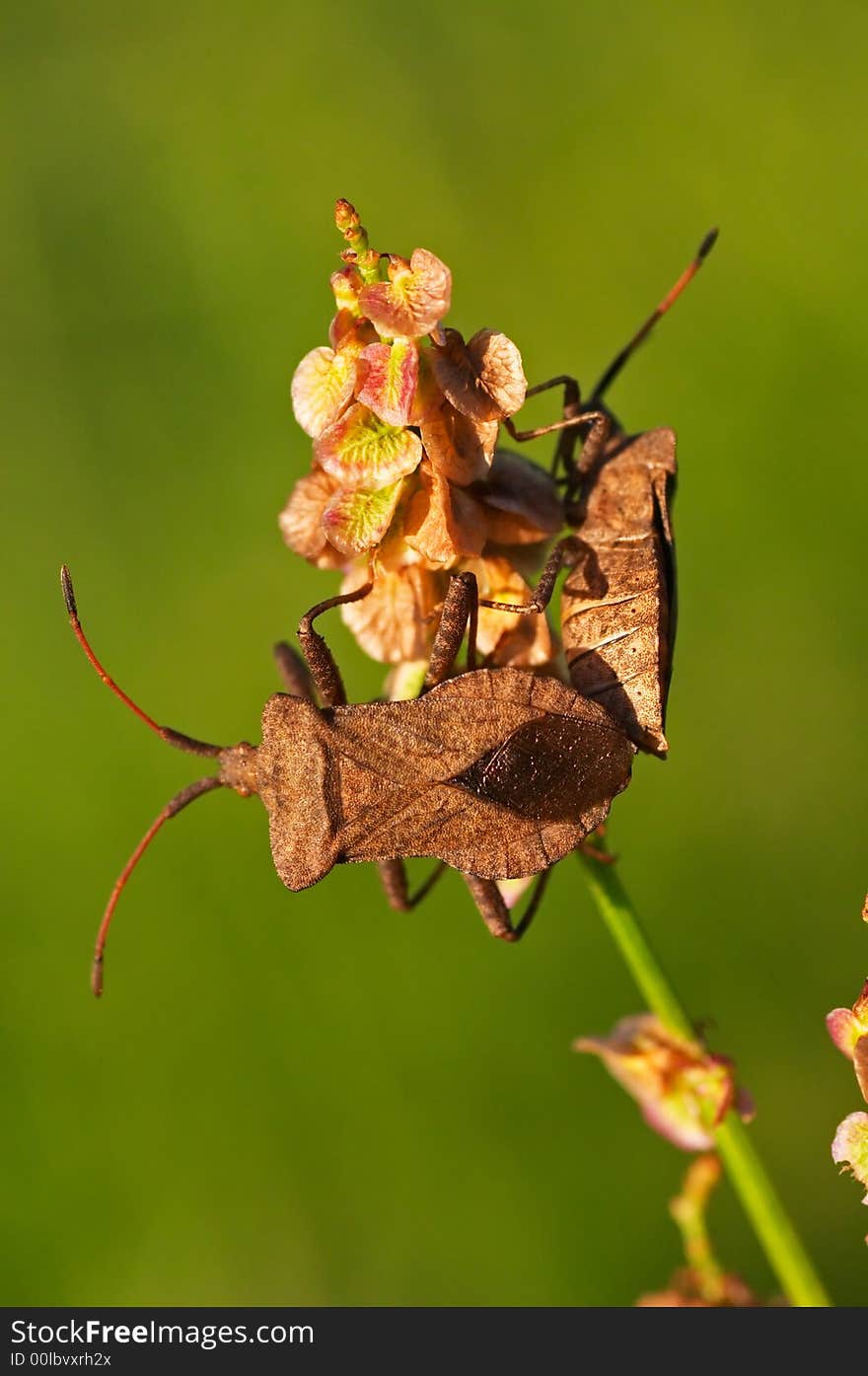 Coreus Marginatus