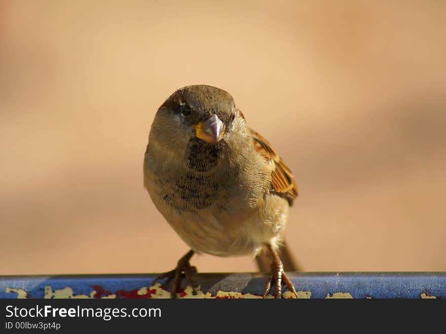 The sparrow sits on a pole