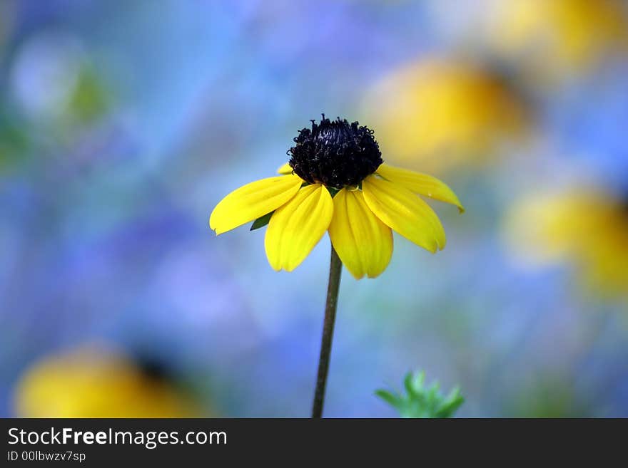 Macro shot of a daisy. Macro shot of a daisy